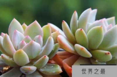 ​世界最受欢迎的十大多肉植物，玉蝶上榜，第二有40个品种