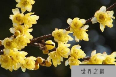 ​冬天十种最美的花：腊梅高居第一名