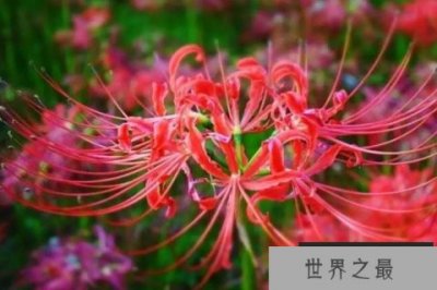 ​世界上最凄美的花语，彼岸花居第一位