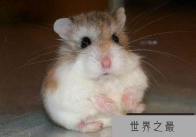 ​世界上最小的仓鼠只比硬币长3厘米