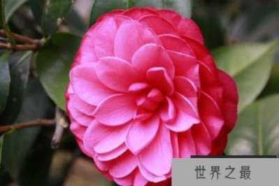 ​十大名贵茶花排名 前十种最名贵茶花