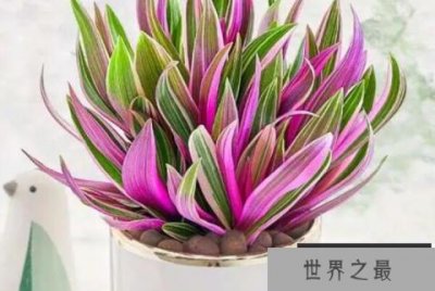 ​最耐阴的十种室内植物，花叶络石上榜，第三是热门海芋品种