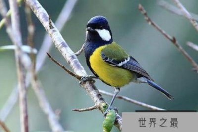​10大最漂亮的鸟排行榜：戴胜上榜，第一小巧美丽似精灵