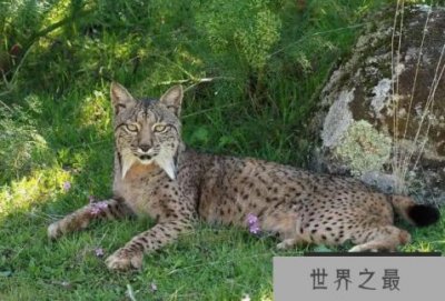 ​世界上十大濒危动物名单，双峰驼排第四，第七是活化石