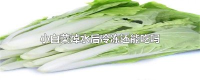 ​吃不完的小白菜可以焯水放冷冻吗 焯水的小白菜冻起来还能吃吗