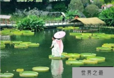 ​世界上最大的莲花：王莲叶片直径可达3米以上
