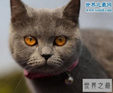 ​世界十大最贵的猫咪，阿什拉混血猫(高达61万元)