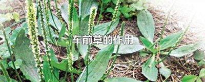 ​磨盘草加车前草的作用 金银花加车前草的作用