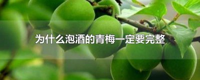 ​泡的青梅酒 青梅酒泡酒