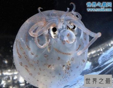 ​世界十大外星动物，长相奇葩生活方式与众不同