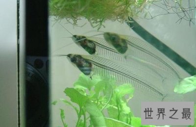 ​最神奇的鱼，名字叫做玻璃猫，全体透明！