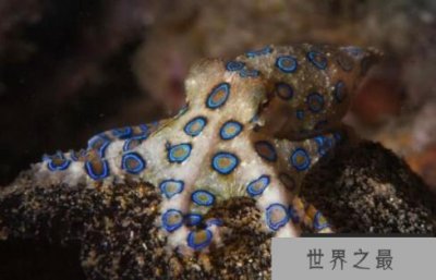​蓝环章鱼有多毒，一滴毒液秒杀十多人，遇到它躲着走