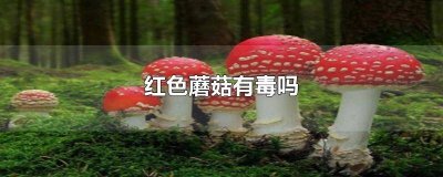 ​红色的蘑菇都是有毒的吗 什么样的红蘑菇有毒