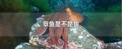 ​章鱼是不是鱼和鱿鱼是不是每鲸鱼是不是鱼? 章鱼是不是鱼娄