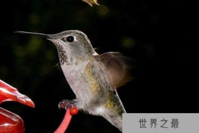 ​世界十大体型最小的鸟类：吸蜜蜂鸟稳坐冠军宝座