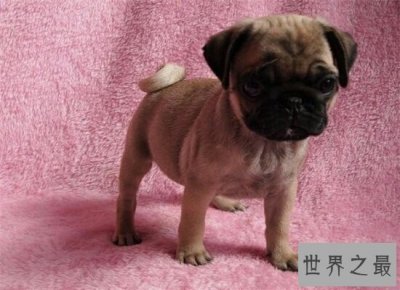 ​最适合家里饲养的小型犬品种排名 全都萌萌哒