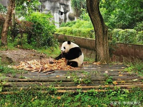 第二天：看熊猫基地