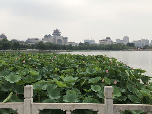 3、莲花池景区