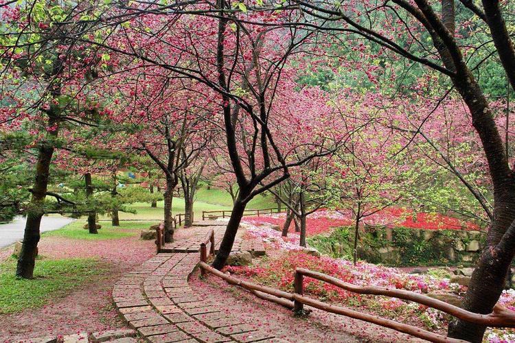 二、樱花季的四大景点