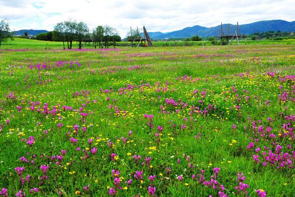1、香格里拉大草原