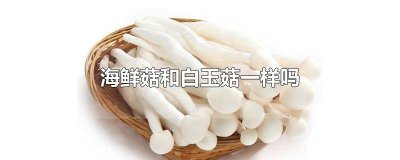 ​海鲜菇与白玉菇区别图片 海鲜菇与白玉菇区别在哪