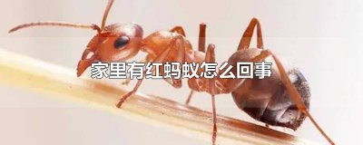 ​家里怎么会有红蚂蚁呢 家中发现小红蚂蚁怎么办