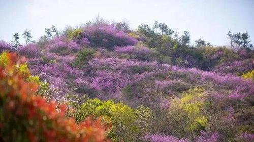 5.紫荆花海