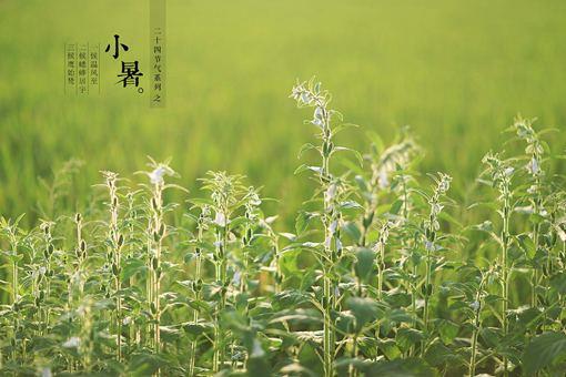 小暑是什么意思?过小暑这些事情应该要注意?