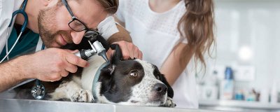 ​狗狗多少个月不算幼犬 小狗几个月断奶