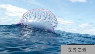 ​世界上毒性最强的水母：僧帽水母，被蜇伤者会挂掉(毒过蛇蝎)