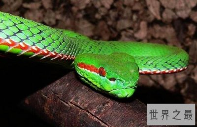 ​最美丽的毒蛇竹叶青蛇，中国十大毒蛇的颜值担当