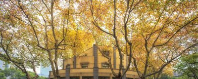 ​南京梧桐树的由来 一句梧桐美种满南京城下一句