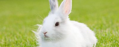 ​狐狸吃兔子吗 狐狸吃野兔吗?