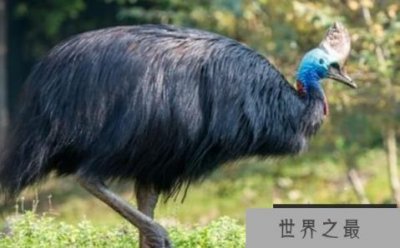 ​世界上最凶残的十种鸟，南方鹤鸵最美丽也最凶残