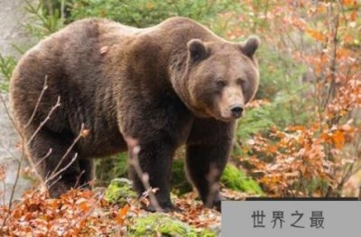 ​十大动物嗅觉排行榜，变温动物排第五，第三是新西兰国鸟