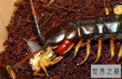 ​世界上最大的蜈蚣 被咬一口后果不堪设想