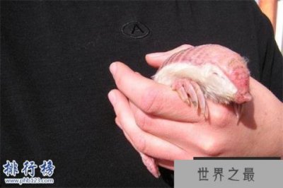 ​世界上最小的犰狳：周身粉红色，体重不过100克