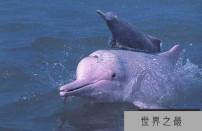 ​世界十大最为濒危的动物，白犀牛全球仅存一只