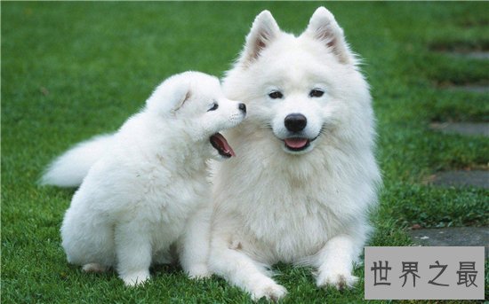 狗的平均寿命十年到十五年 五大要素可延长狗狗寿命