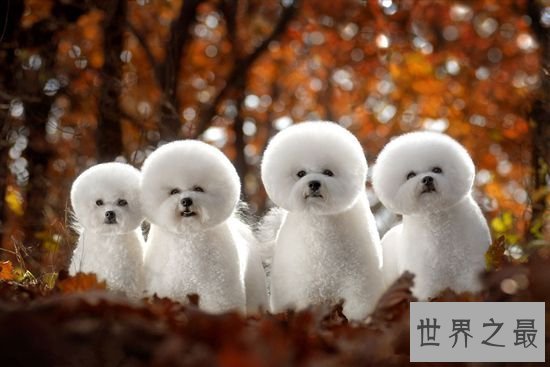 狗的平均寿命十年到十五年 五大要素可延长狗狗寿命