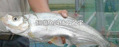 ​翘嘴叫啥鱼 翘嘴是什么鱼