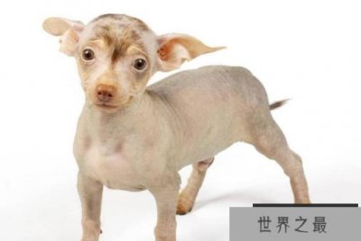 ​世界十大最干净的狗 第三名深得慈禧宠爱，还可暖床