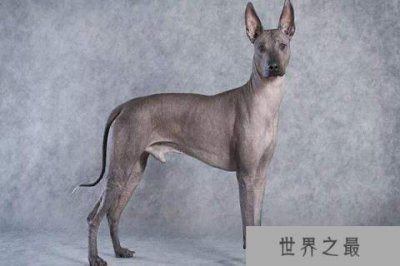 ​世界上十大最丑的狗 墨西哥无毛犬腿细短皮肤皱巴