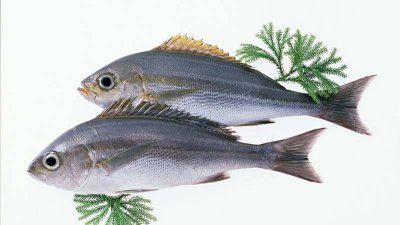 ​什么鱼没有刺适合红烧吃 什么鱼没有刺适合红烧鱼