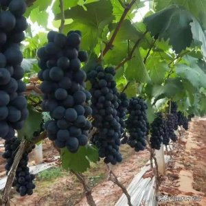 ​云南红酒哪个品牌好(国产红酒哪个品牌好)