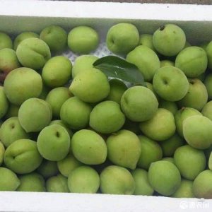 ​青梅绿茶市场价多少(青梅市场价变化)