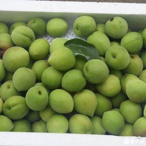 青梅市场价多少