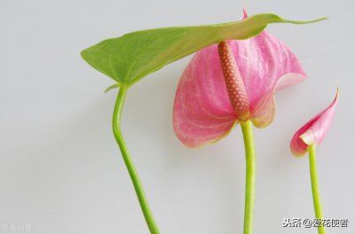 ​花烛叶子黄了怎么回事（花烛出现叶尖干枯和黄叶治理方法）