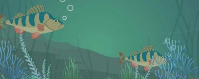 ​鲈鱼和桂鱼的区别