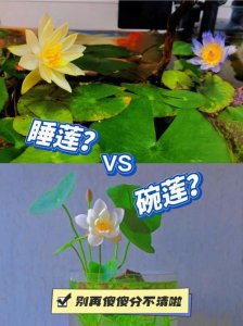 ​睡莲和碗莲的区别是什么
